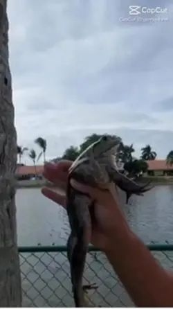 He has frog rizz 🐸