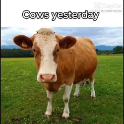 Cows yesterday