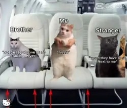 cat meme