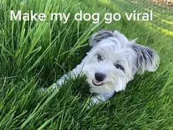 My dog