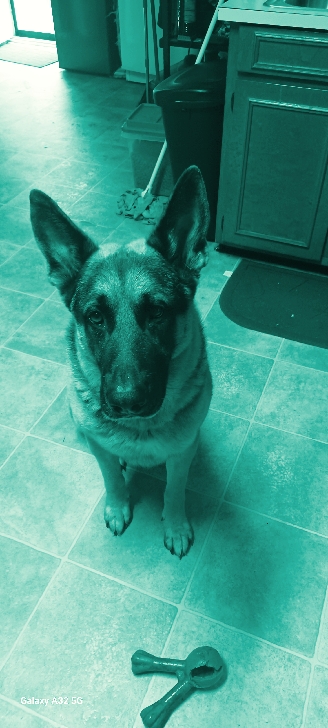 Böser Hund