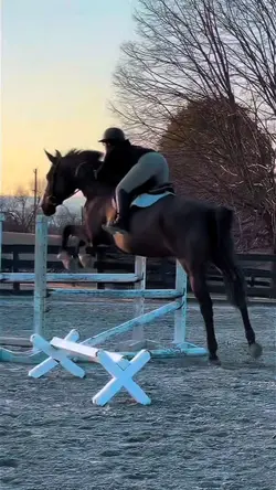 Equestrian showjump!