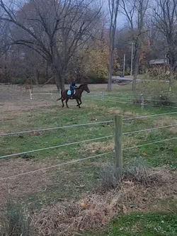 equestrian slo mo 