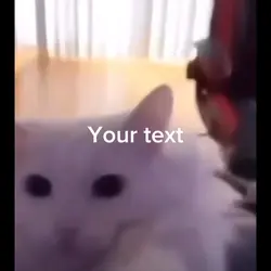 Cat meme 
