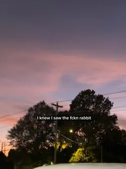 Rabbit
