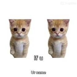 Gatos