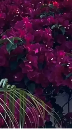 The color purple