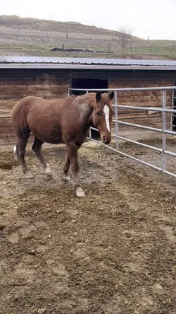 Ai horse | Fake