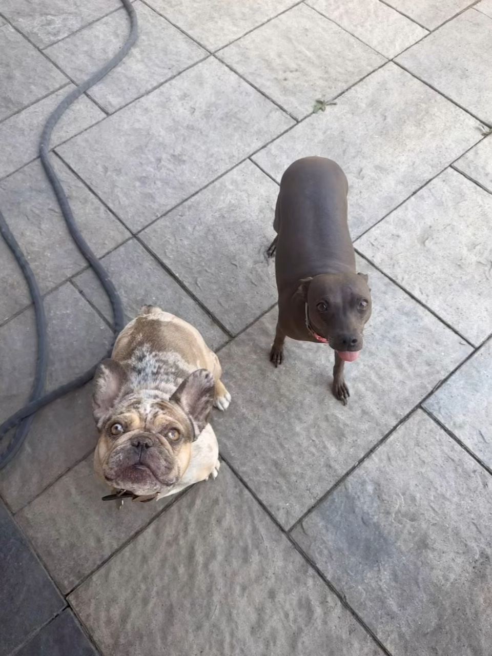Doggie ice cream par