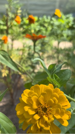 Garden Vlog