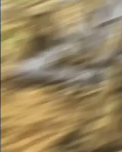Vegito pov