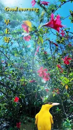 早上好Morning