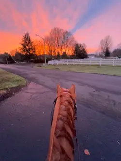 Early colt starting🌅