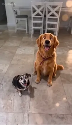 Pets cartoon video