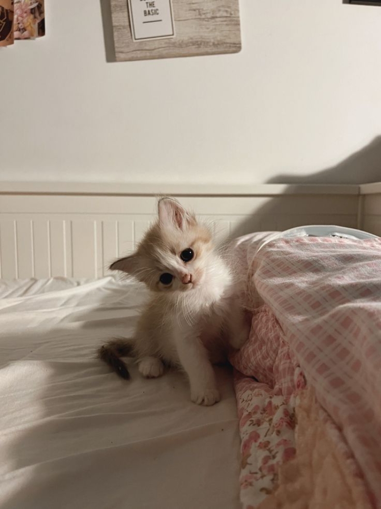 Chatons