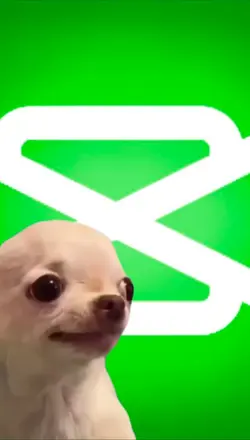 funny dog