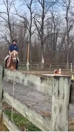 i love this gelding