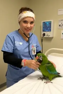 Parrot