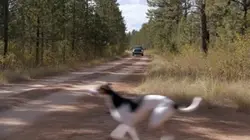Big Buck