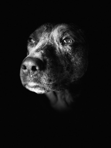 Fotos de Catahoula 🤩