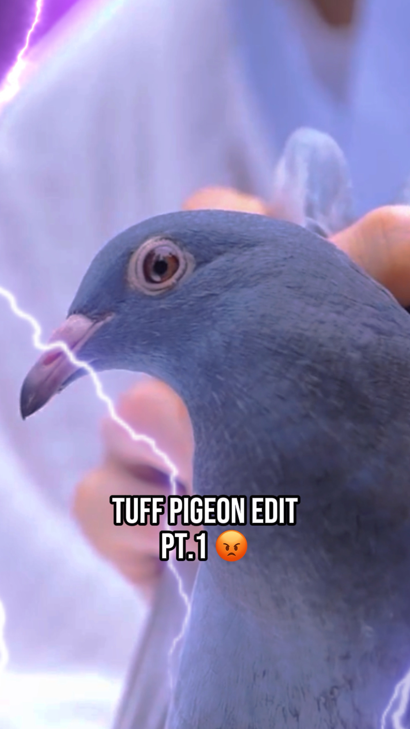 Tuff Pigeon Edit 😡😤
