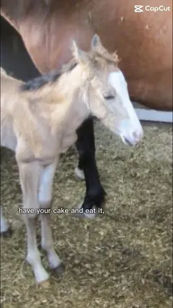 happy bday tulip!!!!