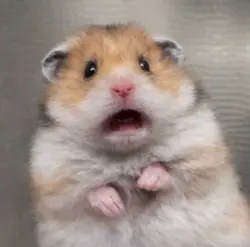 Hamsterrr