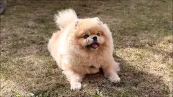 cute dog