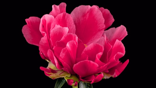 BLUME 
