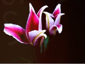 Belle fleur 
