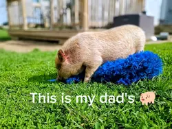 Pig