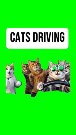 CATS DRIVING