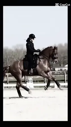 dressage! | #horse