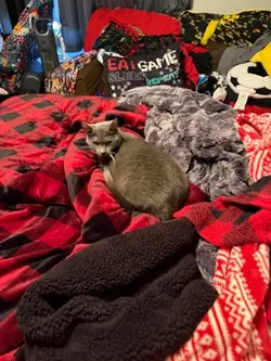Cats