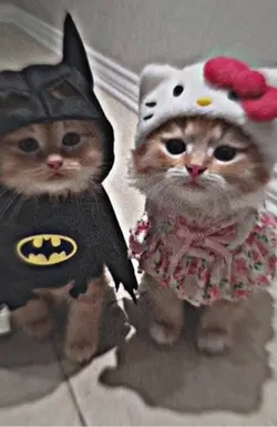 نمیرو، نمیمیروم