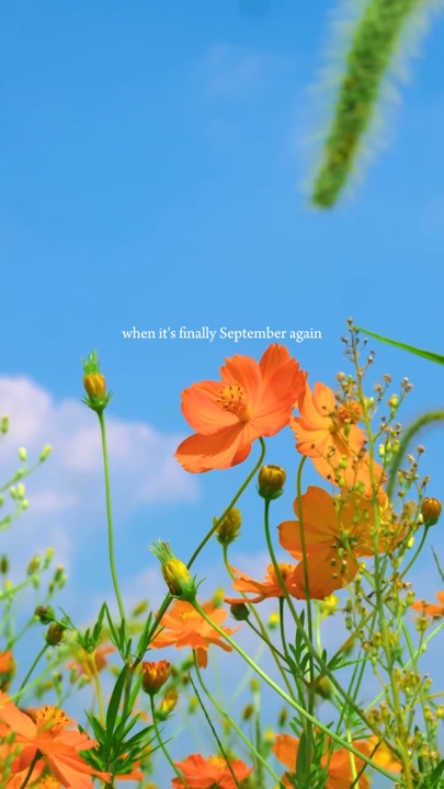 Despejo de flores