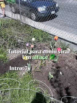 COMO VIRAR UM ALFACE