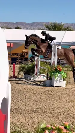 Showjumping horse🌴