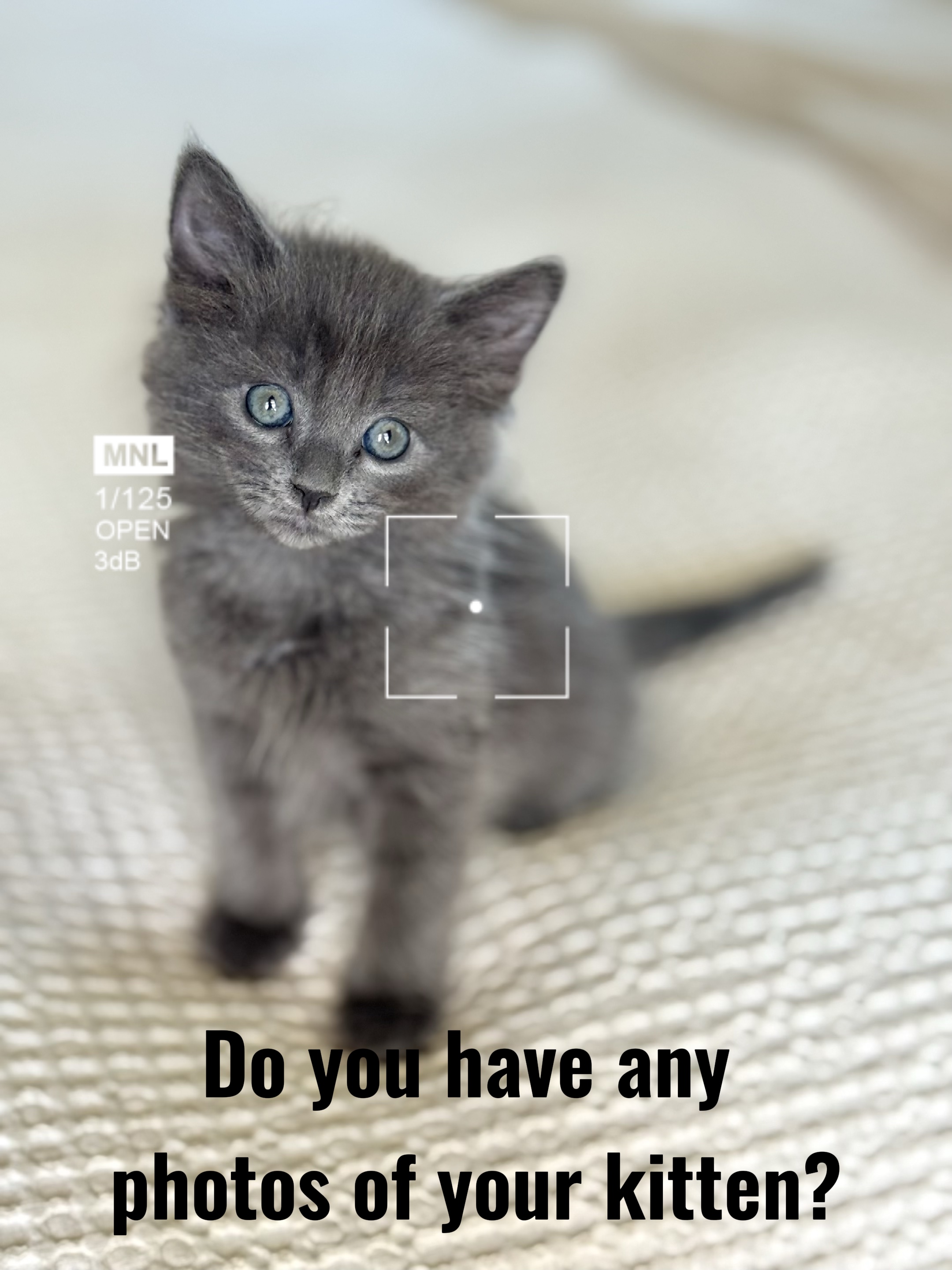 ¡Tus fotos de gatitos!