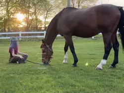 horse>>>sport