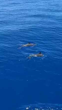 Dolphinsss 