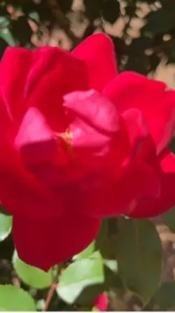 Rose Flower