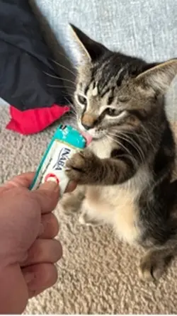 Cat Treat Ai Funny