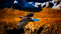 Bald Eagle Soar