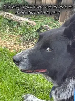 My dog