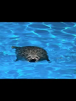 Aquarium Vlog