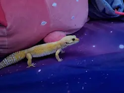 meet lemon