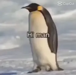 Penguin and man