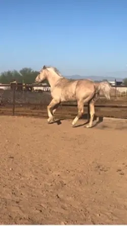 GOOSEYS SPICY CORNER