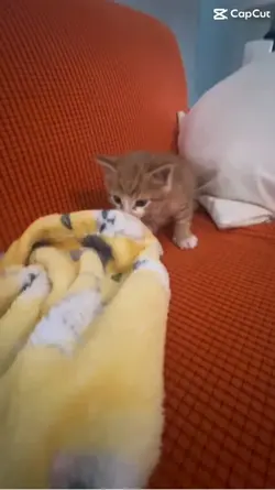 Rusty!! My new cat!!